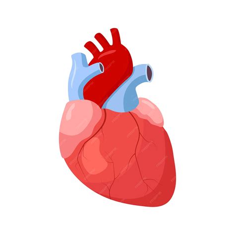 heart cartoon images|picture of human heart.